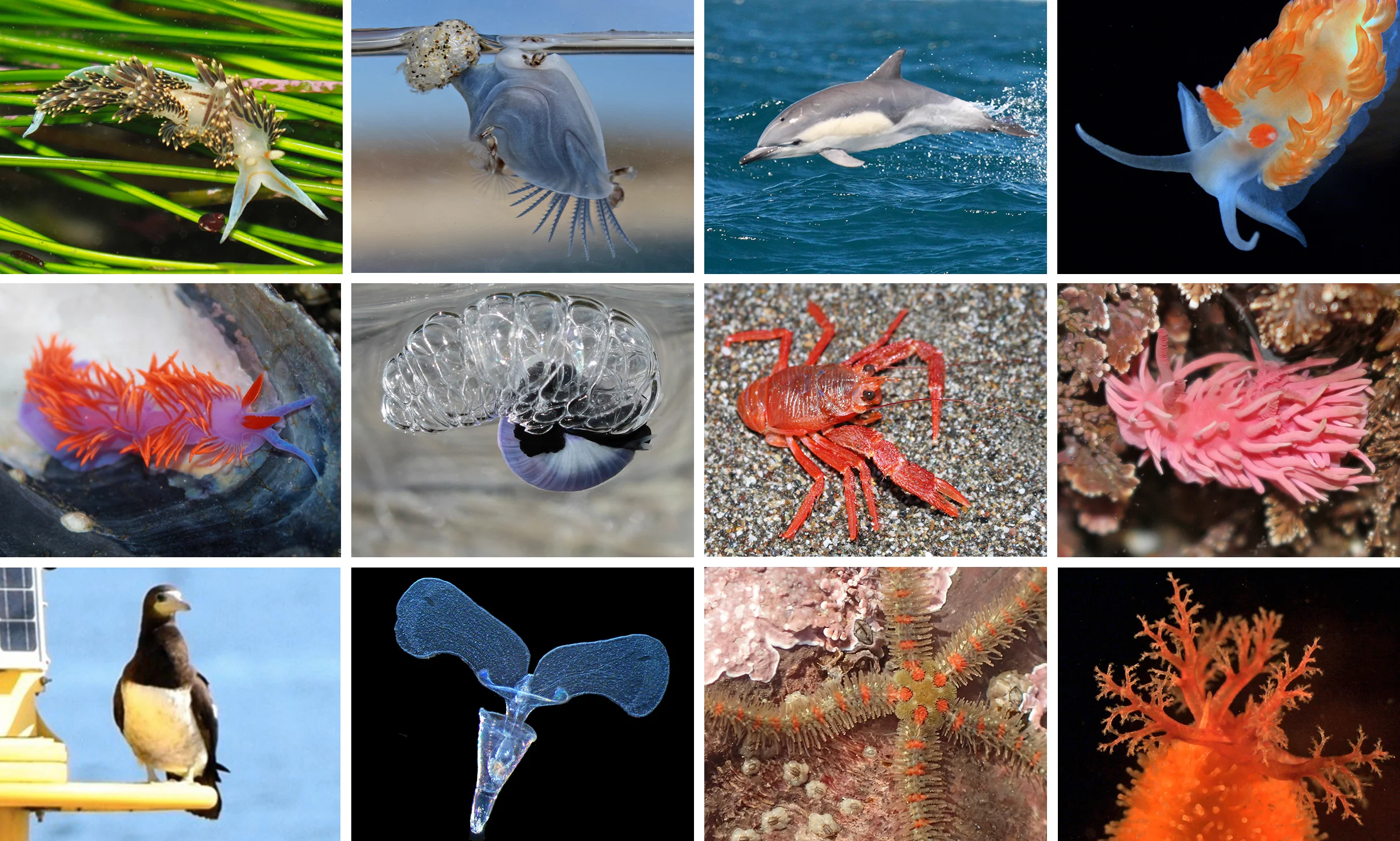 Photo bottom left by Roger Harshaw, bottom second left and far right by Eric Sanford, and all others by Jacqueline Sones.
