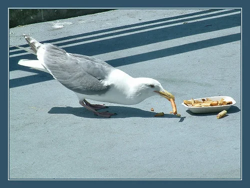 Making eye contact with gulls affects their brazenness in trying to take food from humans. Photo by Jakking, creative commons license.