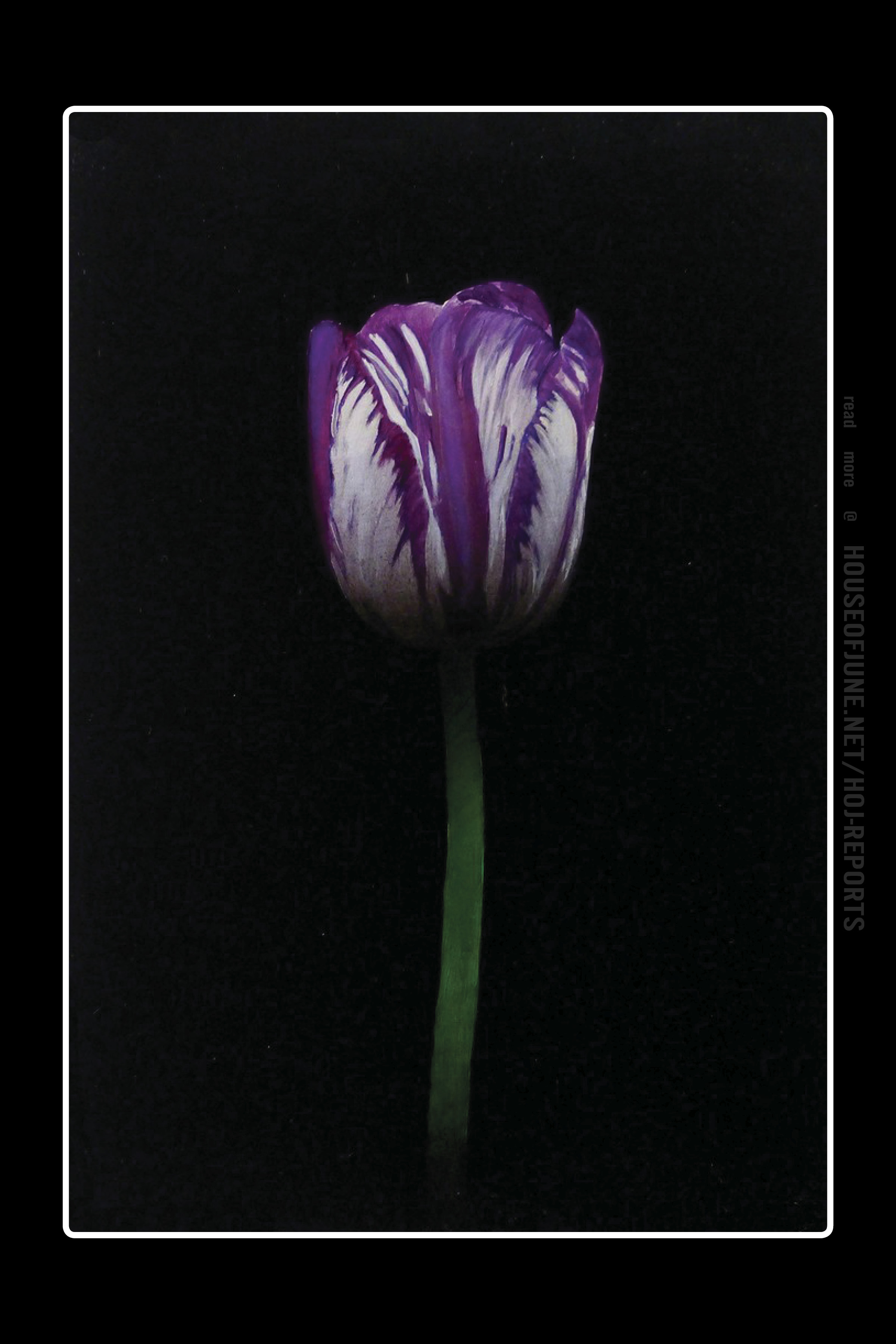 Michael Gregory (Oil on Panel) Purple and White Tulip