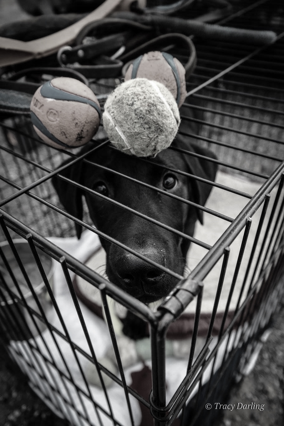 "Little Dude" at training in Maryland