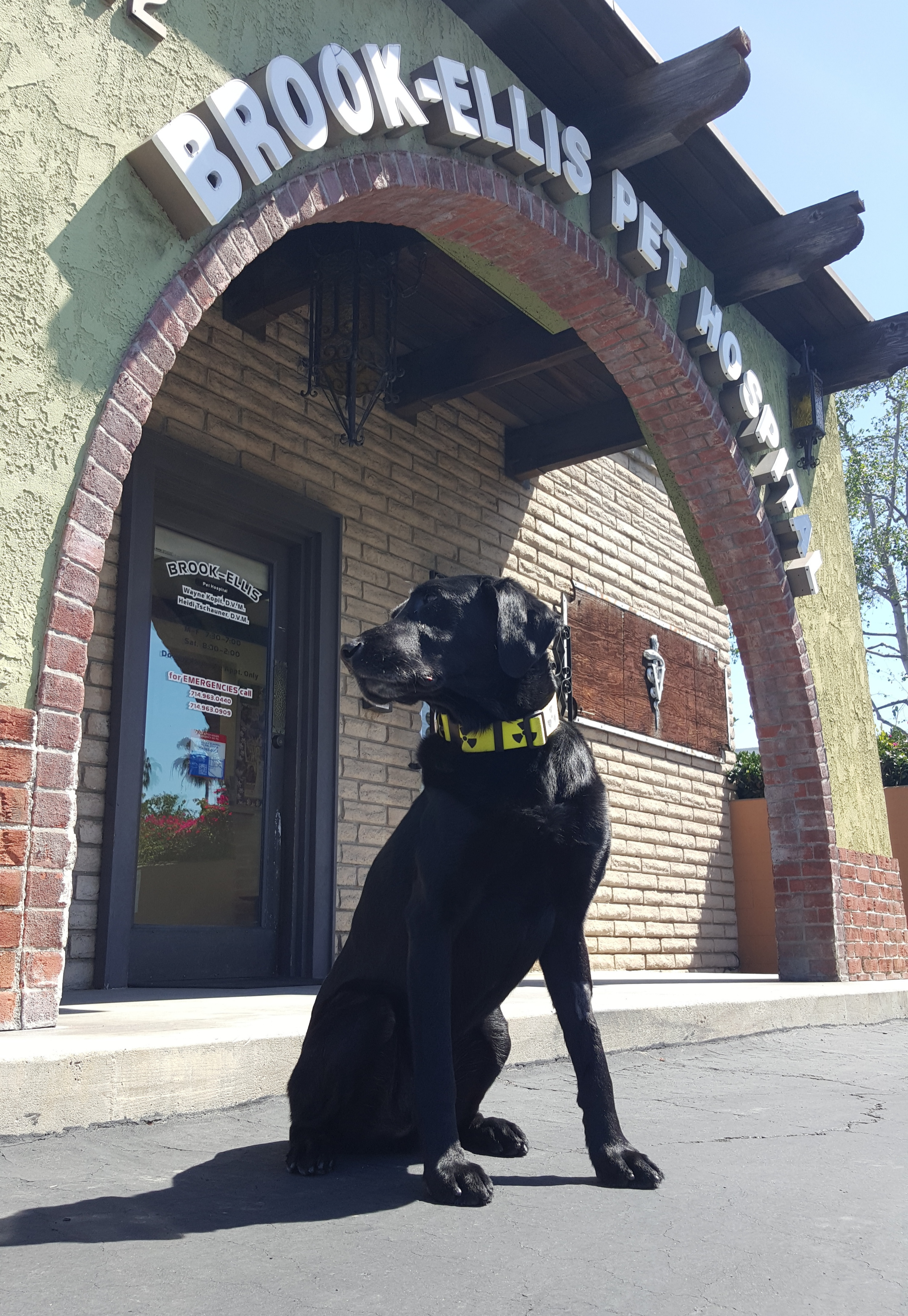 A special thanks to Dr. Kopit and the staff at Brook-Ellis Pet Hospital for taking such superb care of our beast and his magnificent chompers!