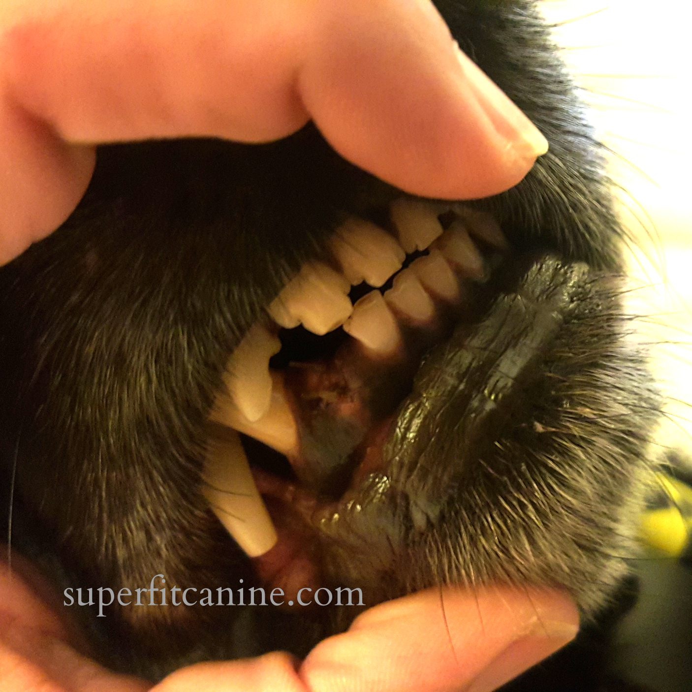 Ben's missing tooth after extraction. Notice the wear on the upper and lower incisors (from a combination of abrasive toys and fur chewing)