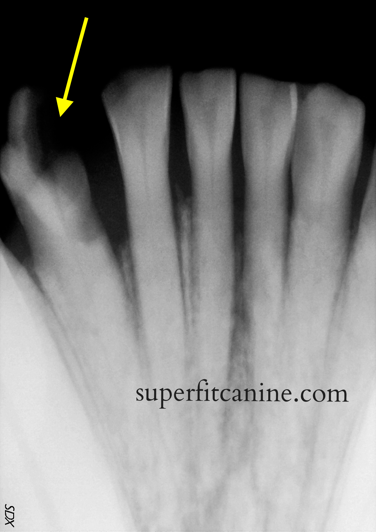Ben's dental x-ray showing the fractured incisor. (image courtesy of Brook-Ellis Pet Hospital)