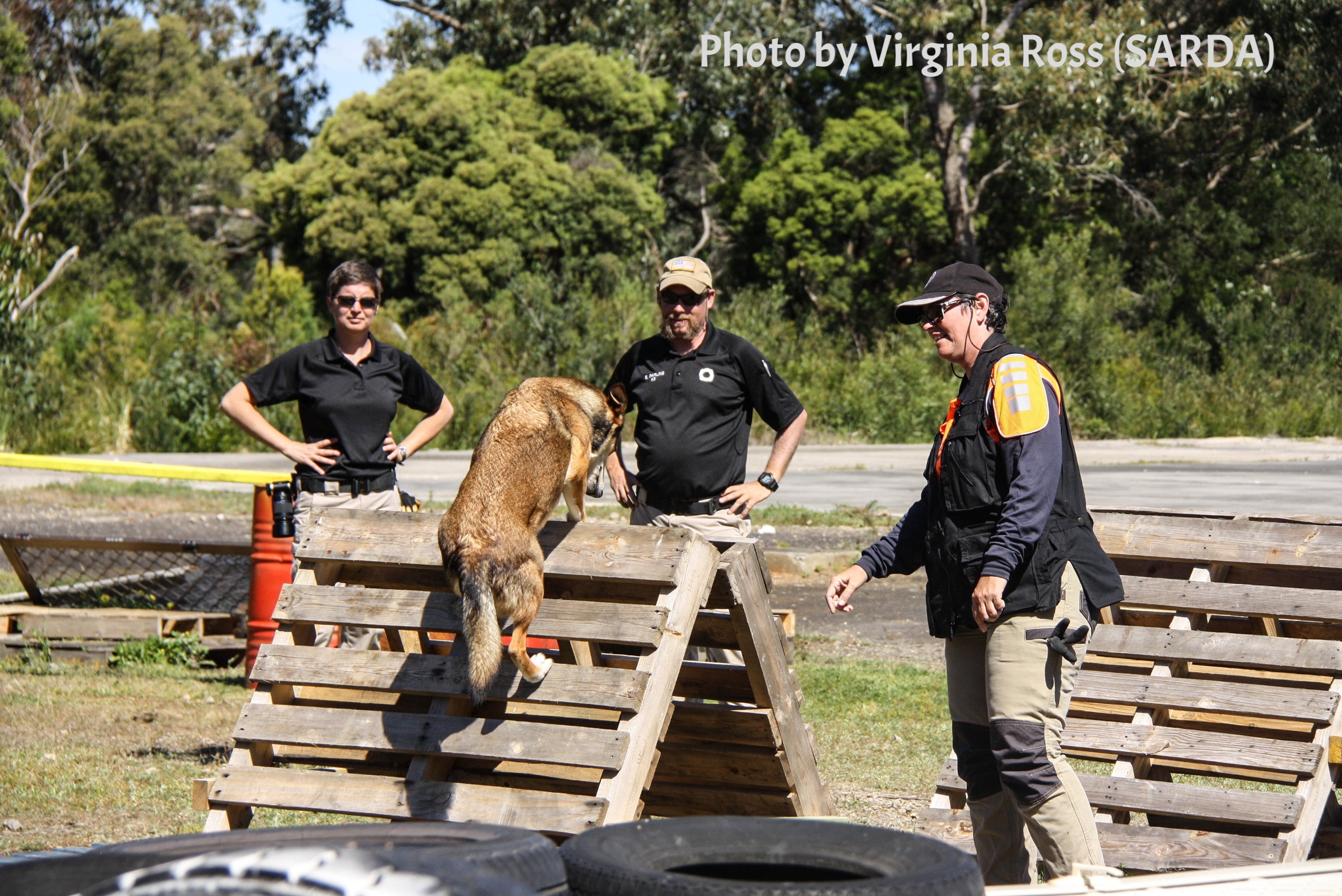 K9 Boof (Search Dogs Sydney) completes an agility course with handler Adele Jago
