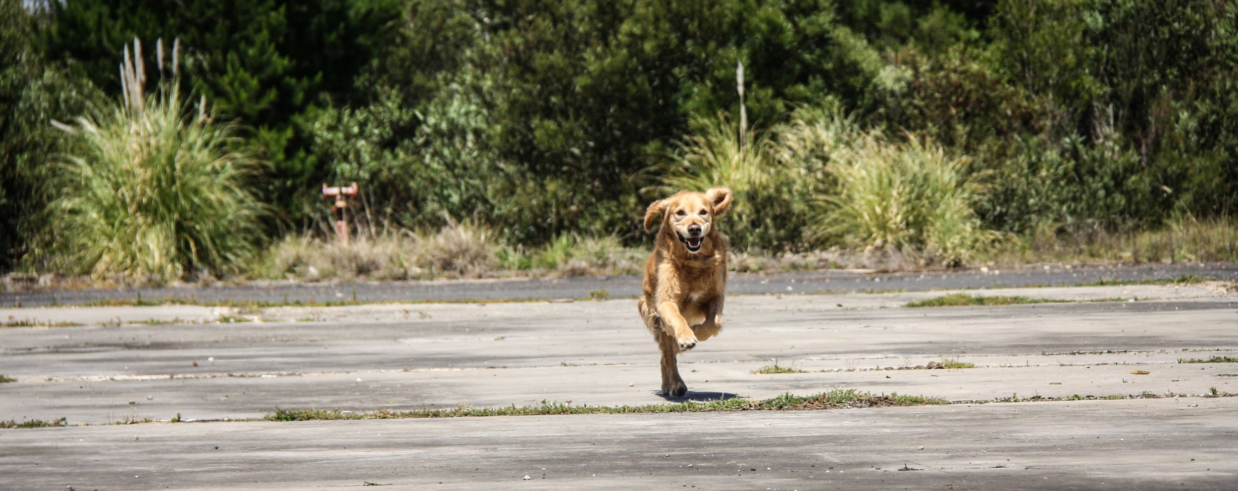 Operational K9 Will (SARDA)