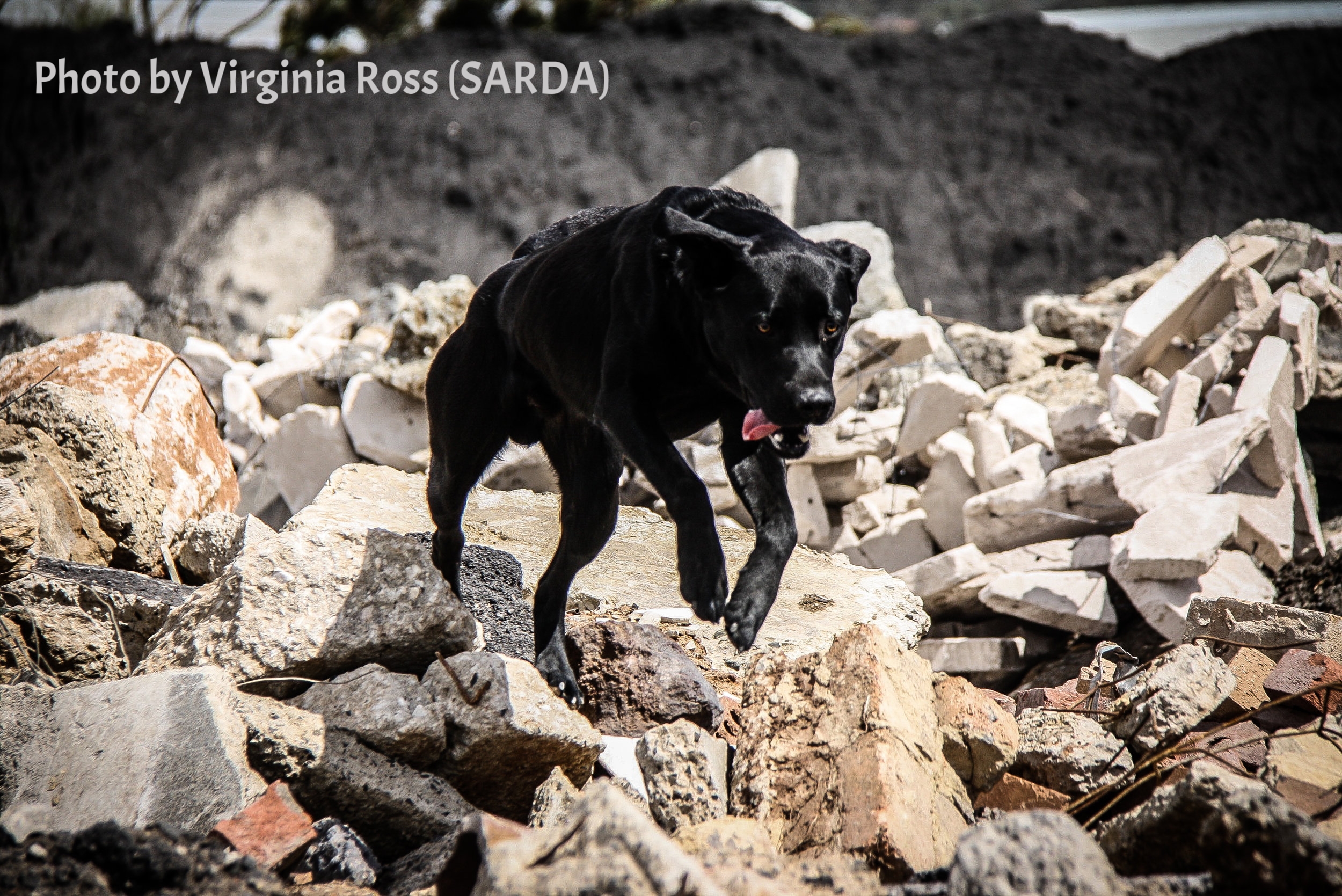 K9 Obie (SARDA) is focused on finding the "survivor" during an exercise.