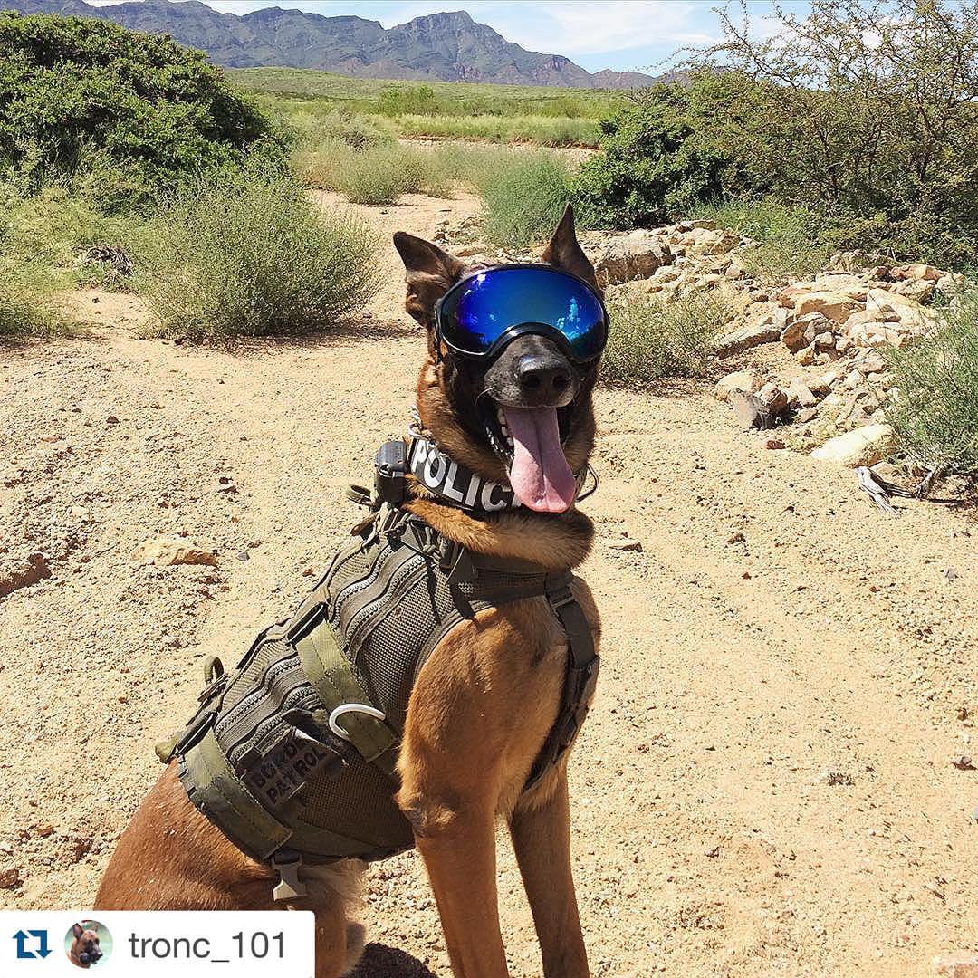 Rex Specs Dog Goggle Superfit Canine