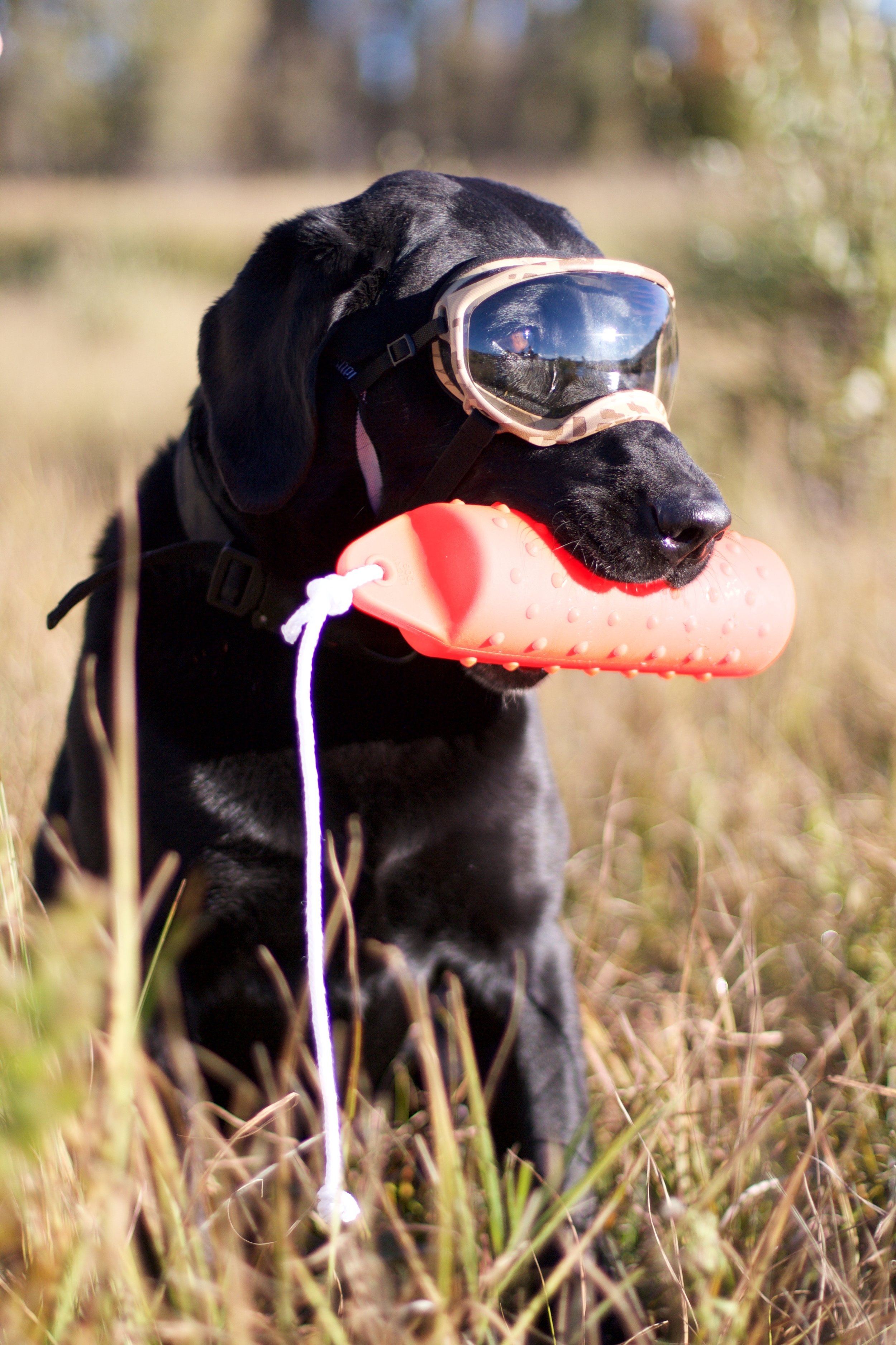 hunting dog goggles