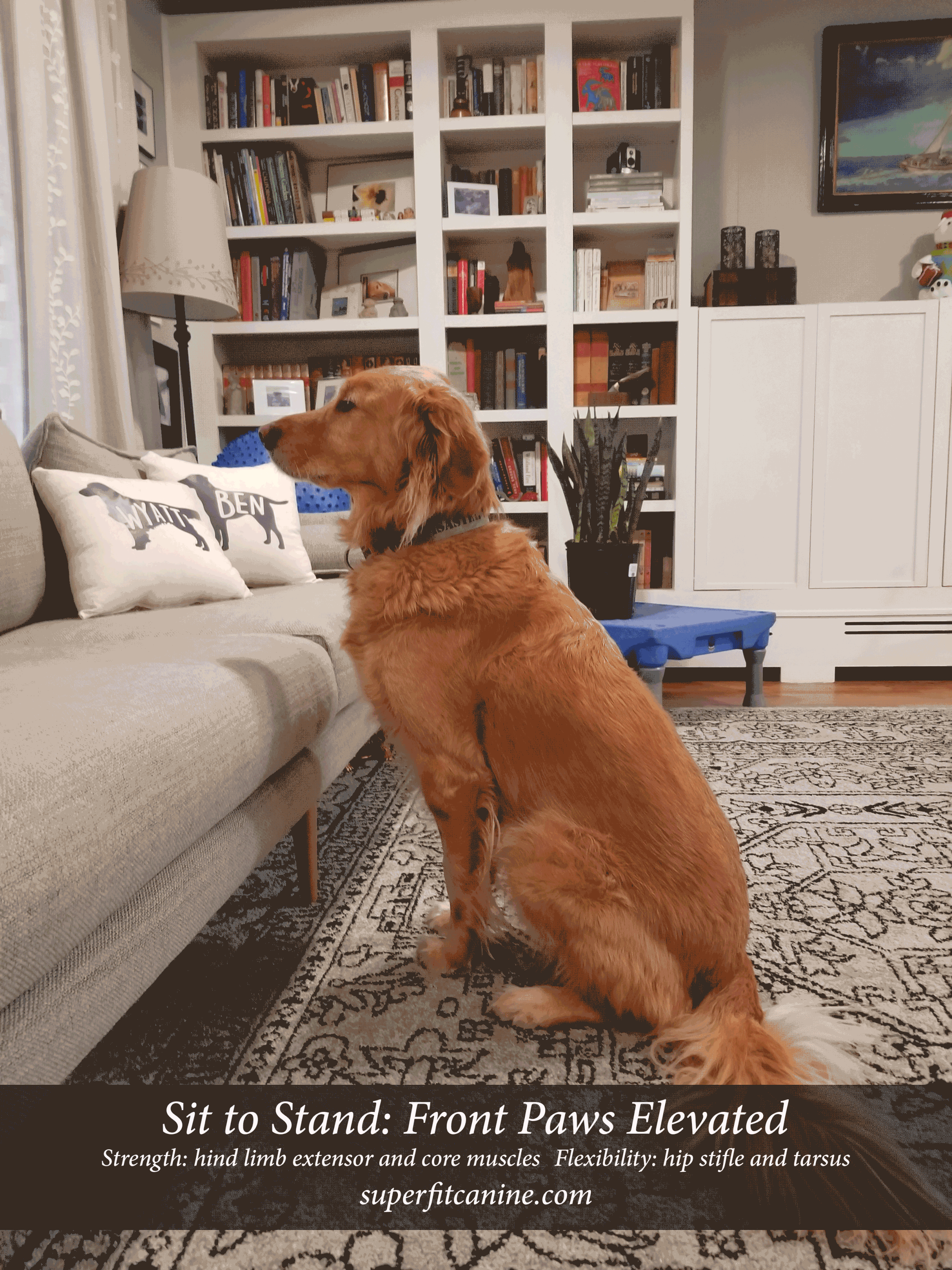 Sit-to-Stand_FL-Elevated.gif