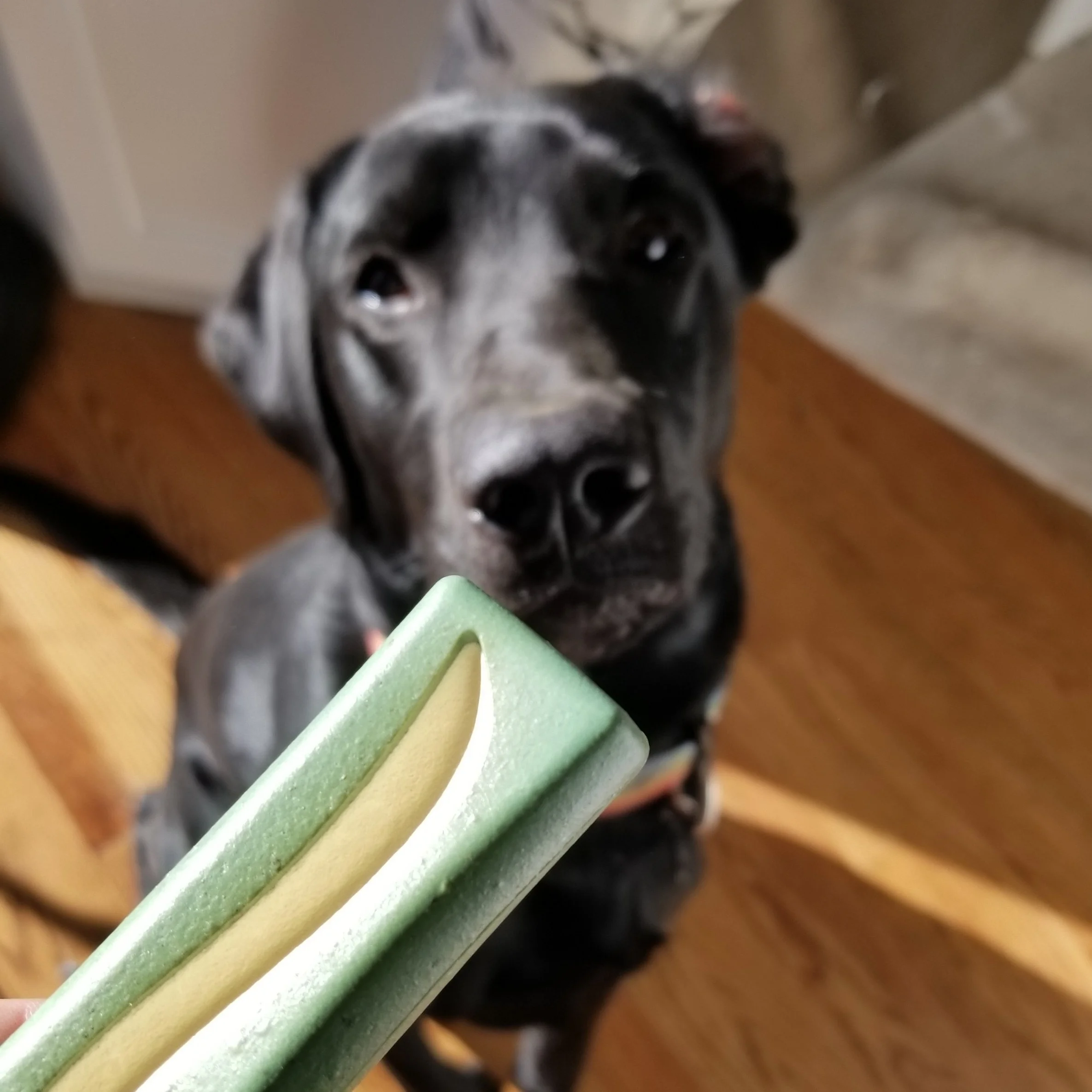 OraVet Dental Hygiene Chew