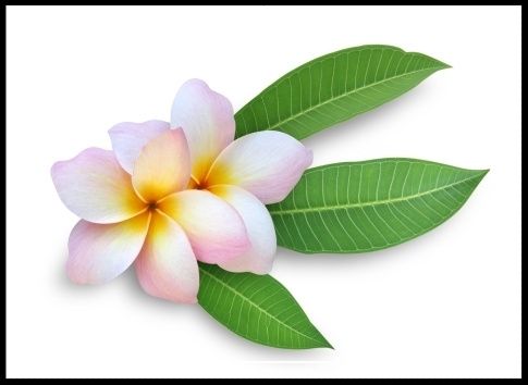 Plumeria 4.jpg