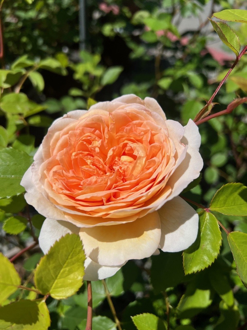 Orchard Nursery Lafayette, CA