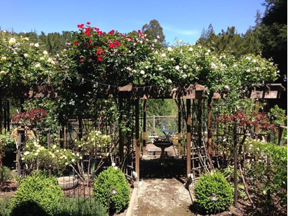 Randall's Rose Garden