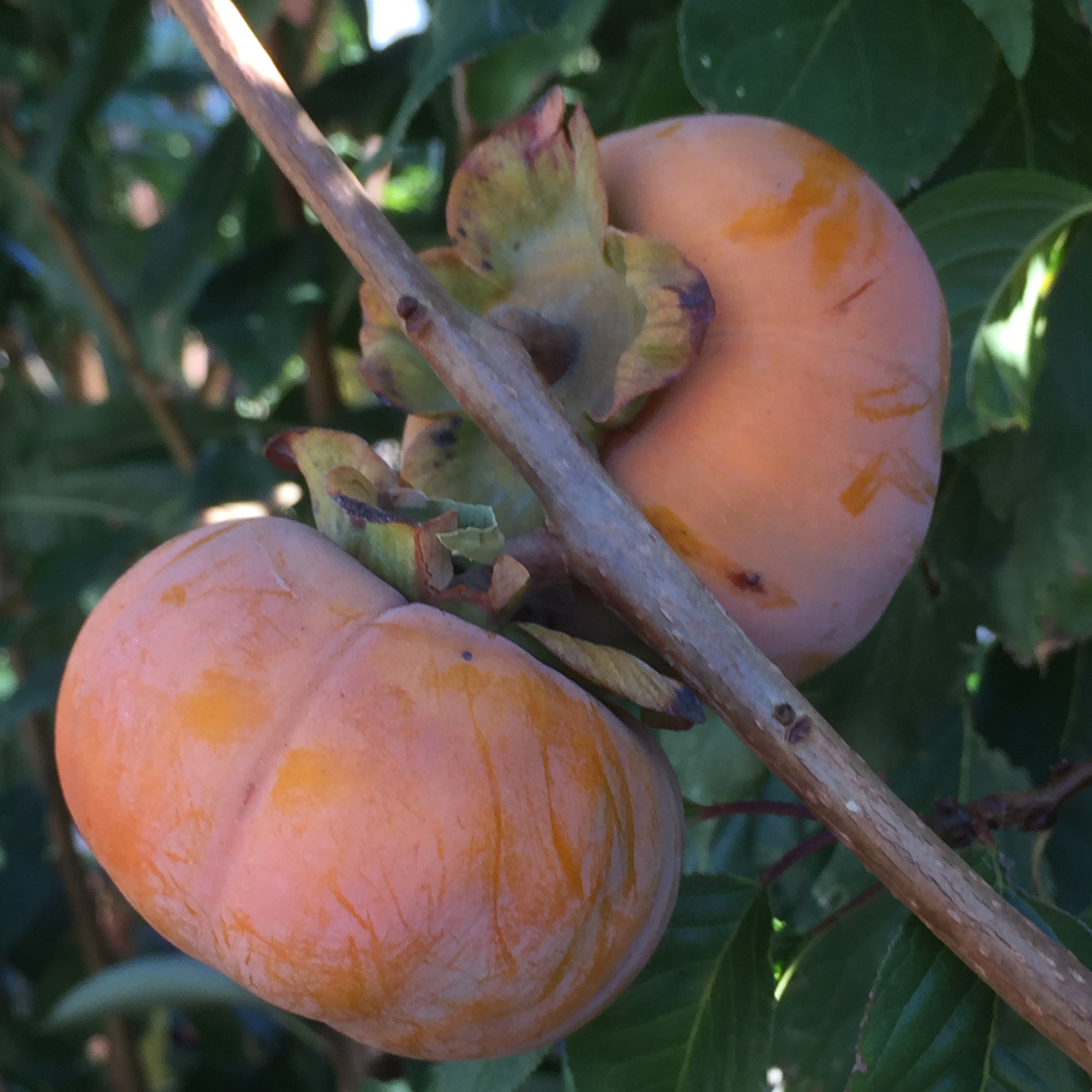 Baking Persimmons v. Eating Persimmons - Orchard Nursery
