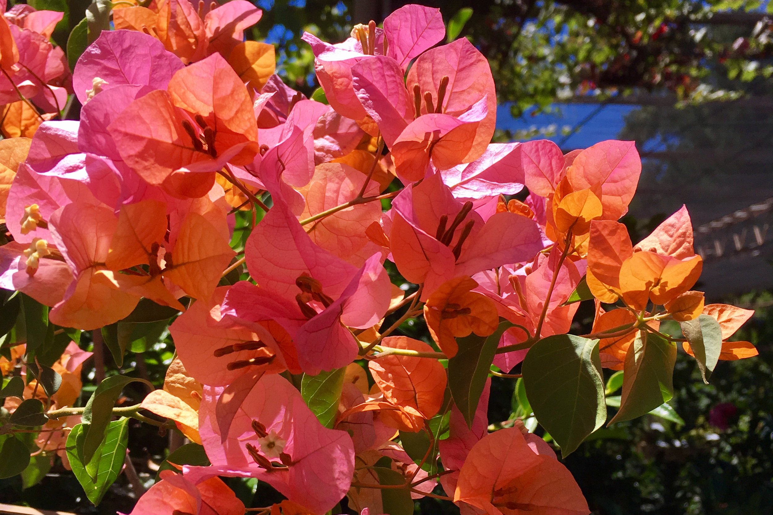 Another stunning shot of 'California Gold'