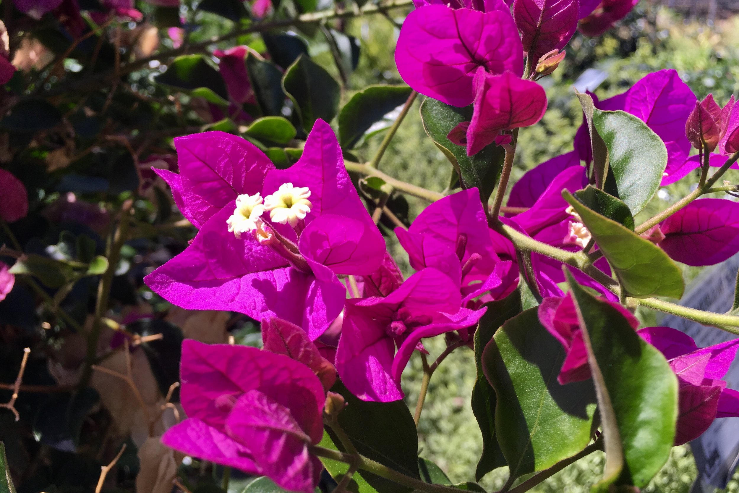 'Royal Purple' Bougainvillea