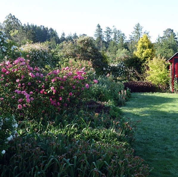 The farm in bloom! 