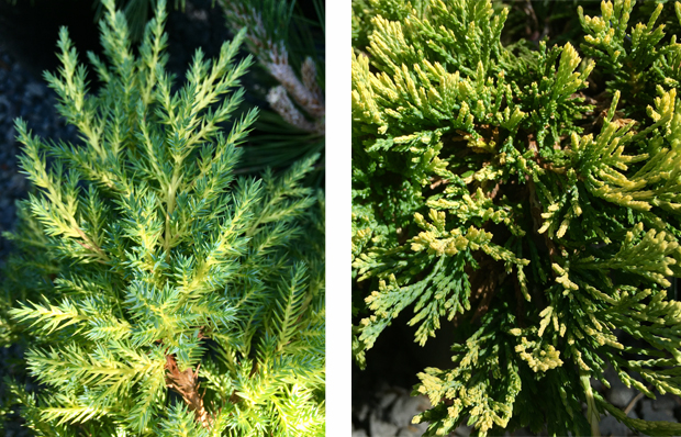 'Daub's Frosted' and 'Mother Lode' Juniper