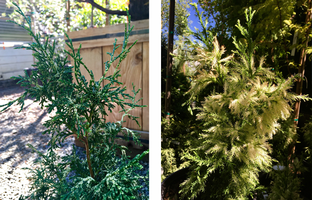 ‘Mariesii’ Cypress and 'Knaptonensis' Japanese Cedar