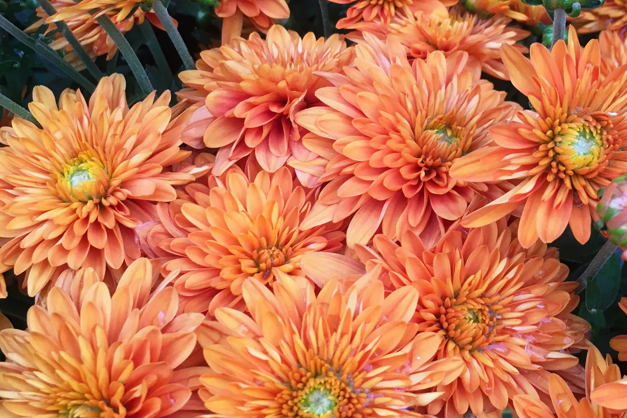 mums-edited.jpg