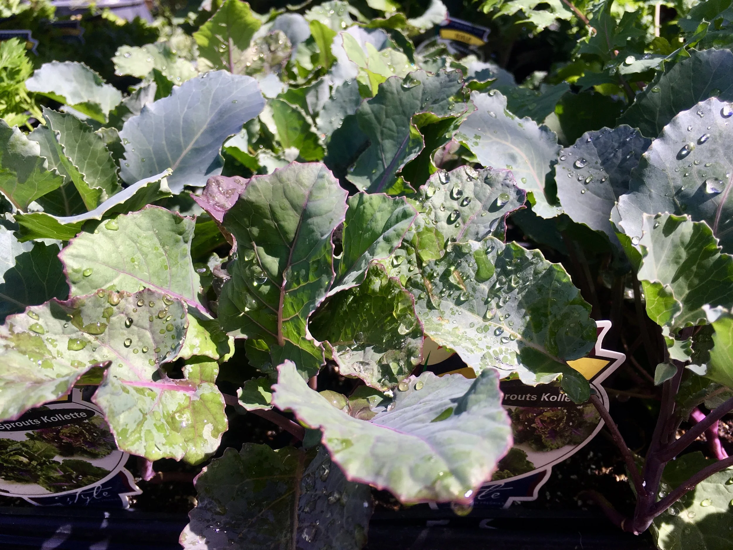 veg4.jpg