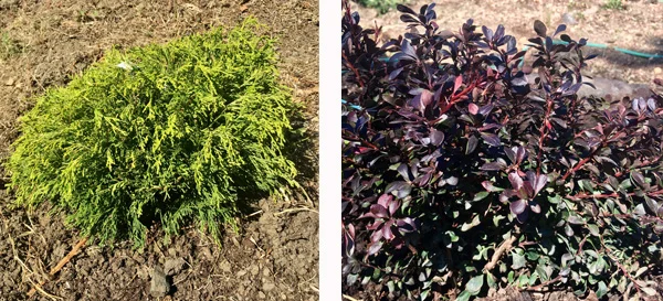 Golden Mop Threadbranch Cypress and Crimson Ruby Japanese Barberry. 
