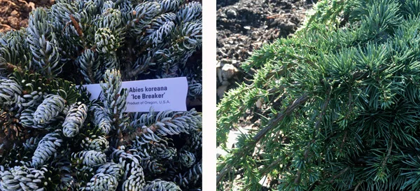 Ice Breaker Korean Fir and Green Wave Cedar