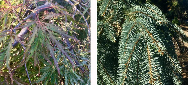 Inaba Shidare Maple and The Blues Colorado Spruce 