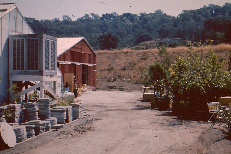 Orchard (1) (800x533).jpg