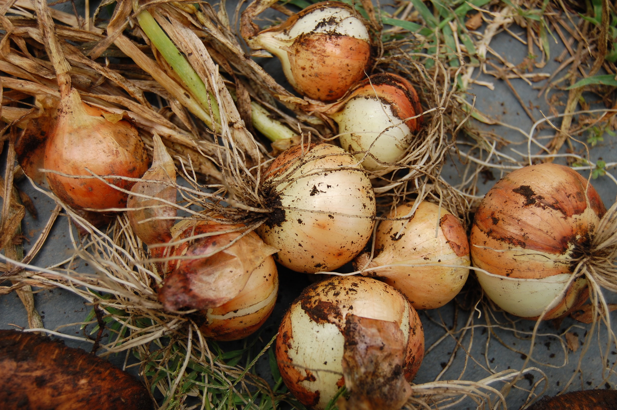 How to Use Onions, Garlic, Shallots and More - The New York Times