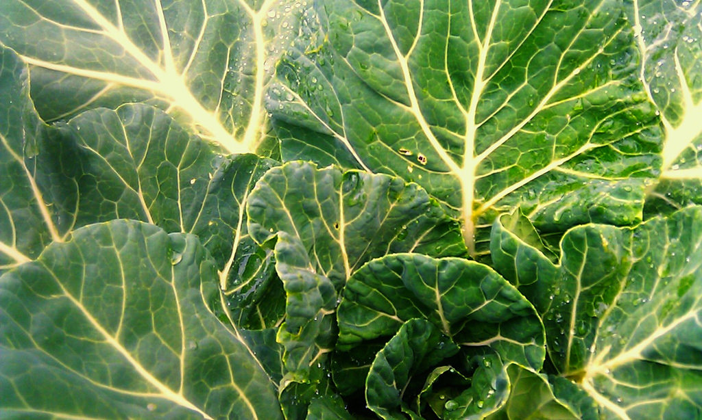 collards.jpg