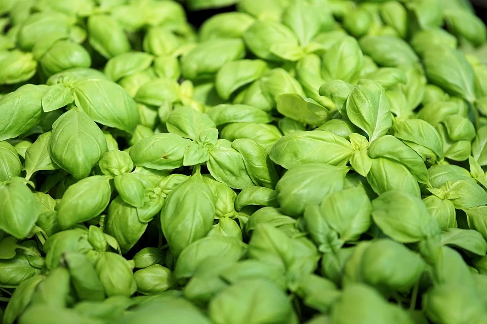 basil.jpg