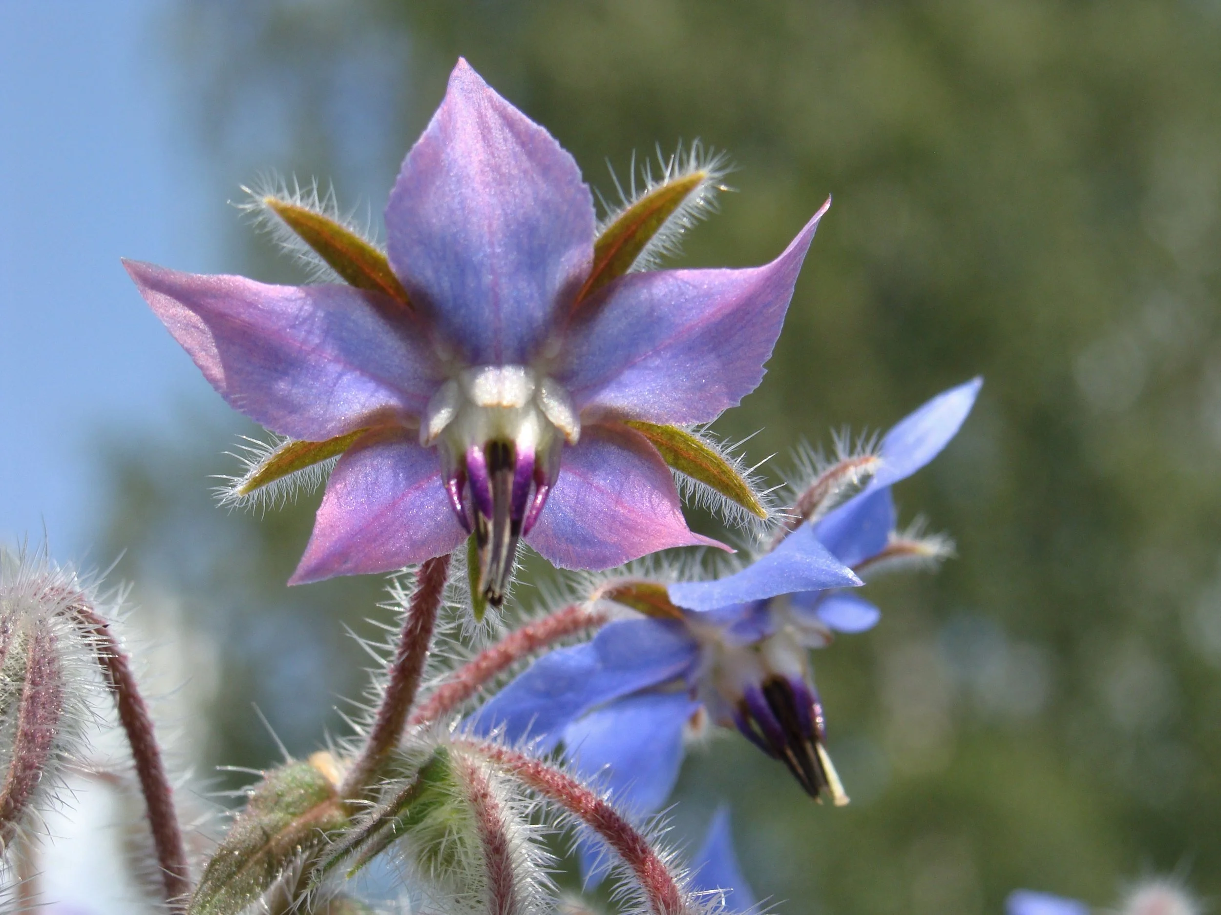 Borage_starflower_Rohtopurasruoho_02.jpg