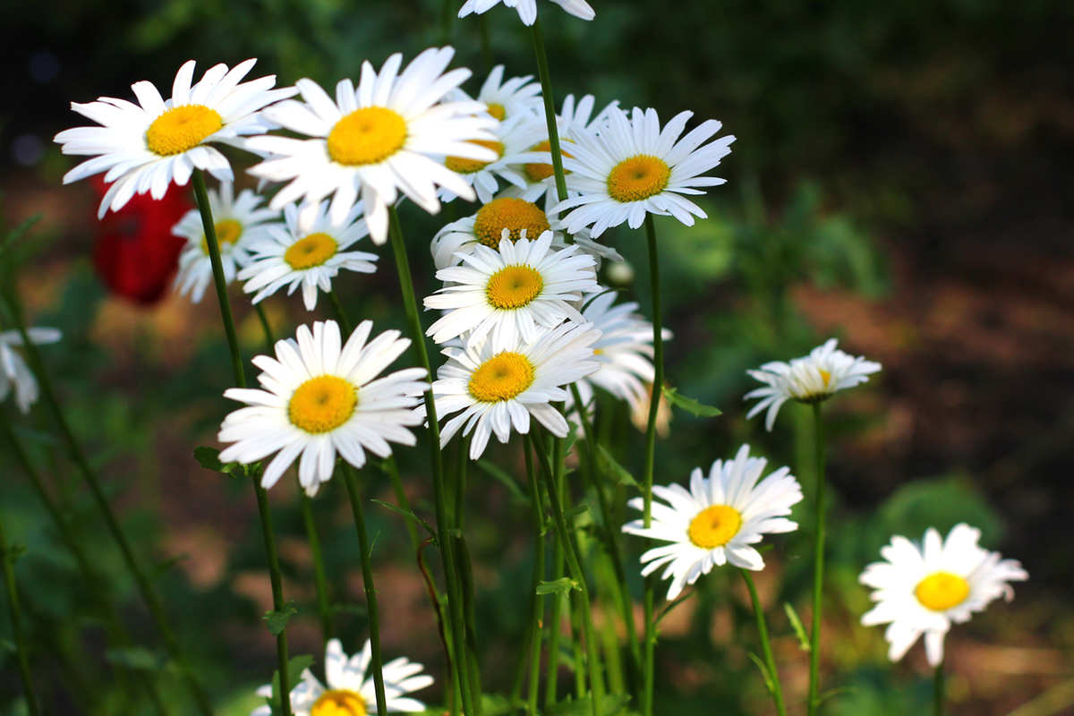 chamomile.jpg