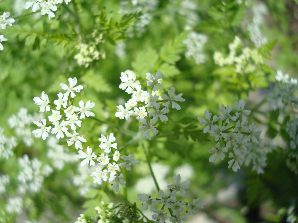 chervil.jpg