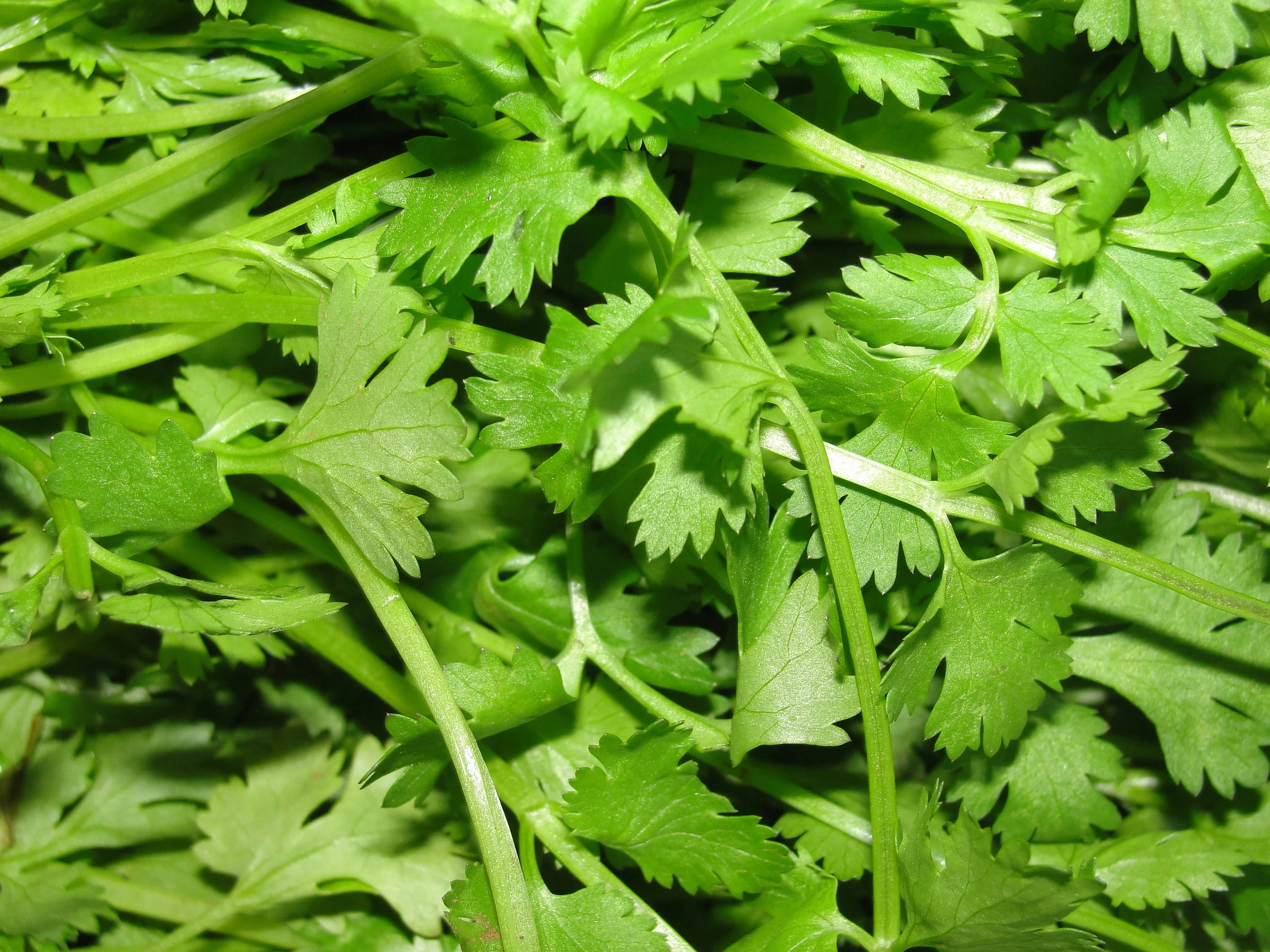 Cilantro