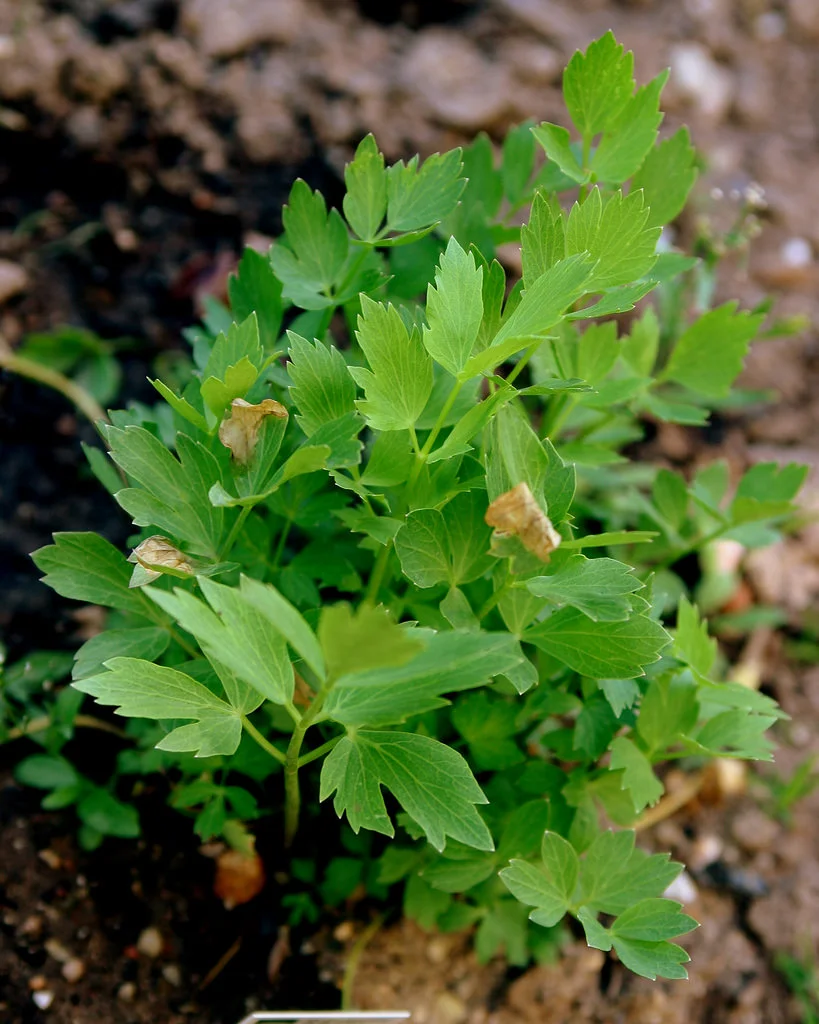 lovage.jpg