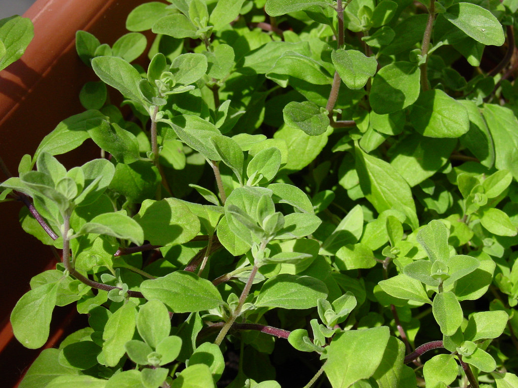 marjoram.jpg