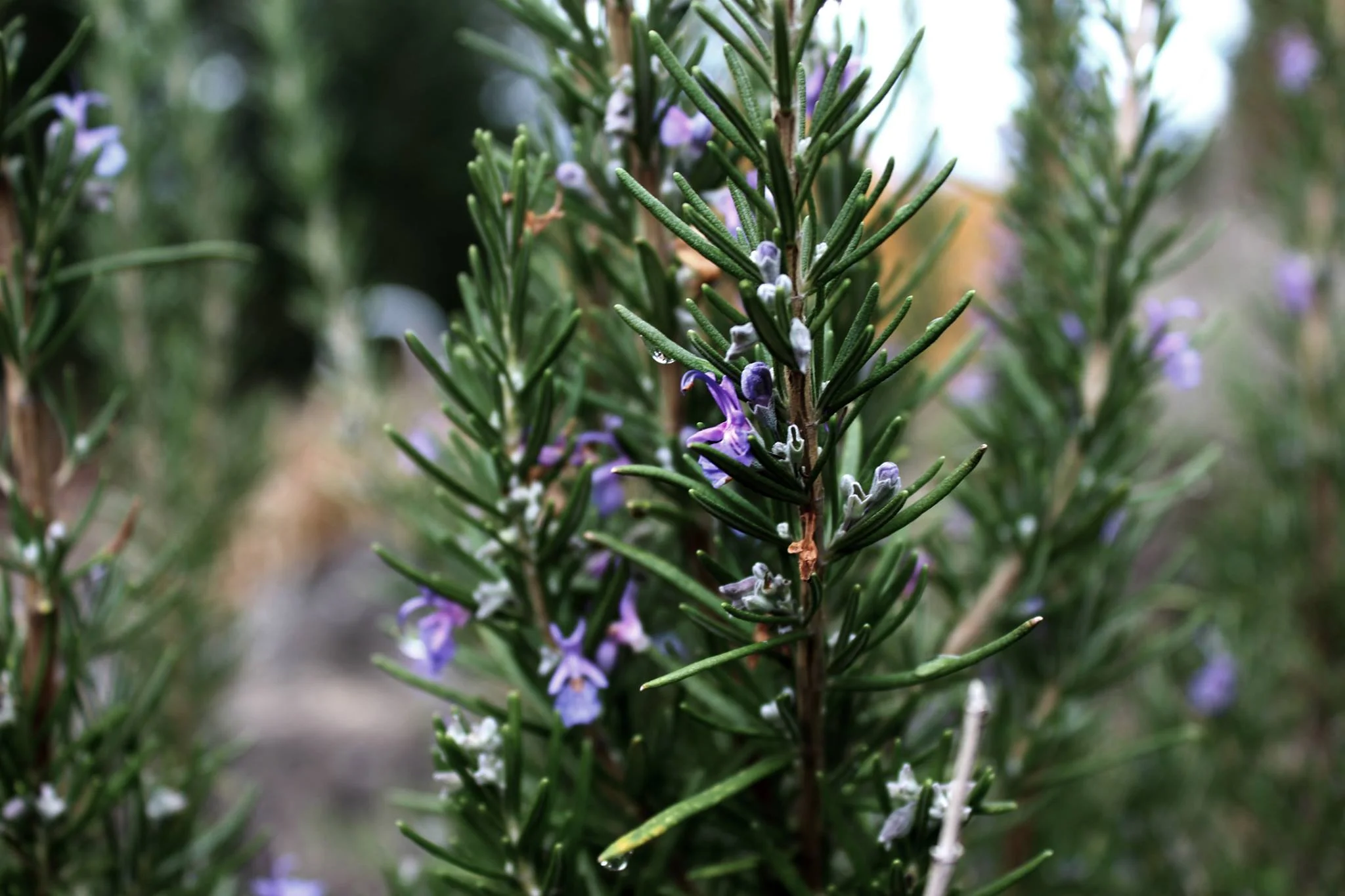 rosemary.jpg