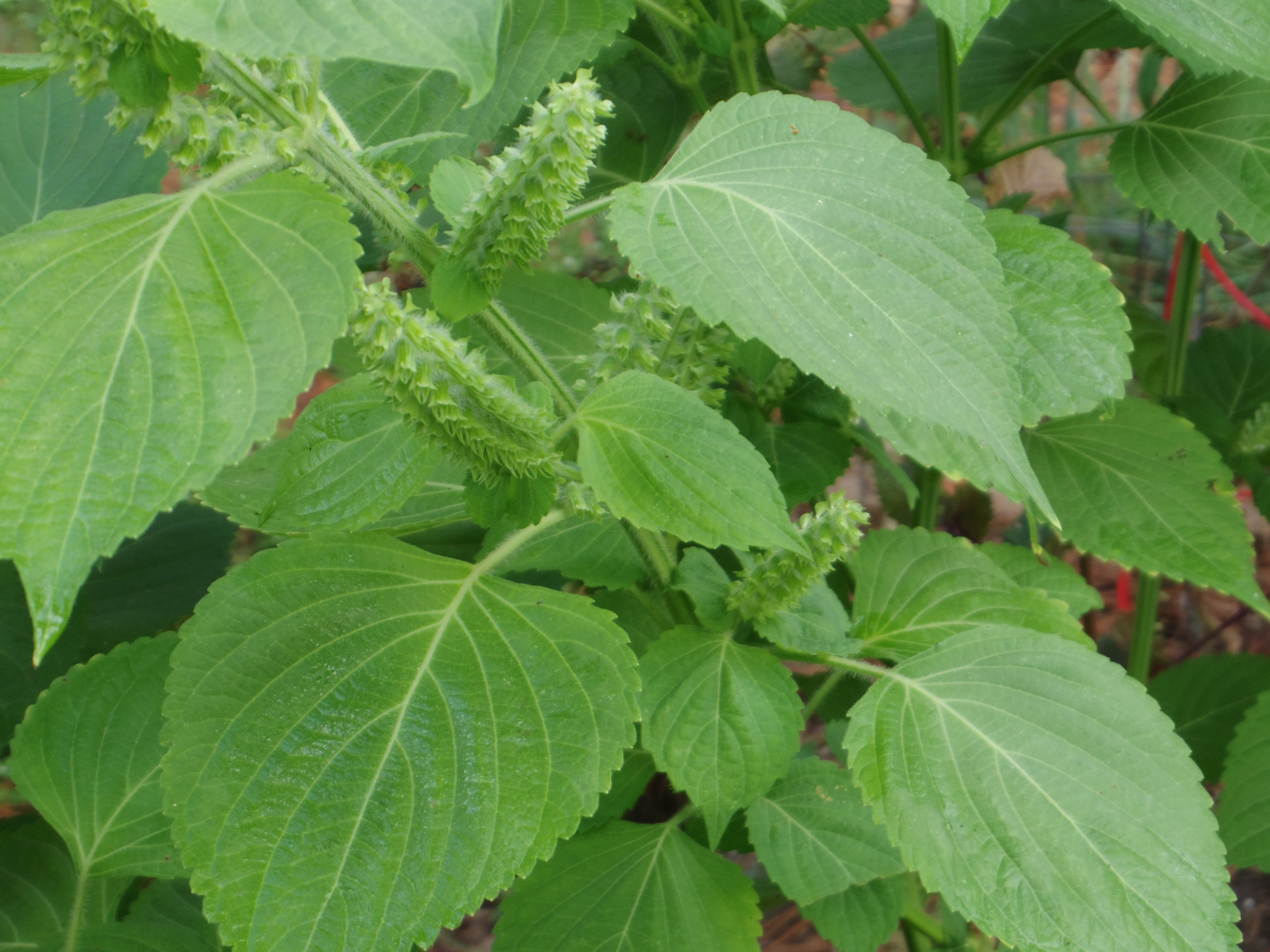 greenshiso.jpeg