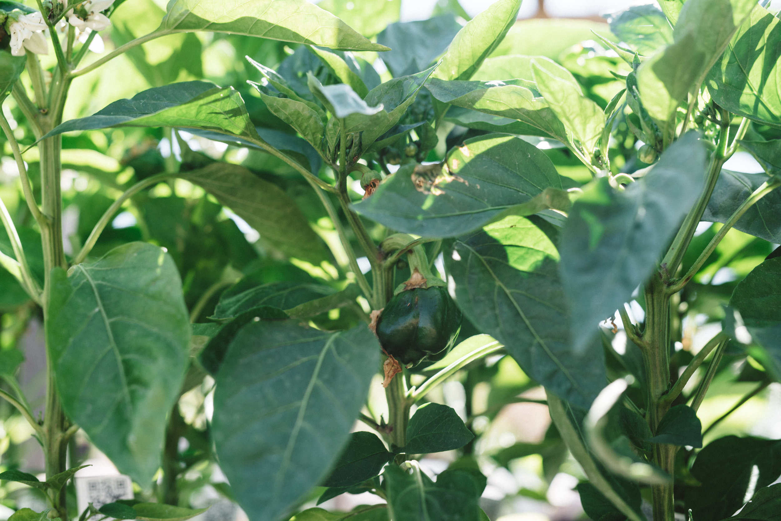 Peppers: Hot &amp; Sweet