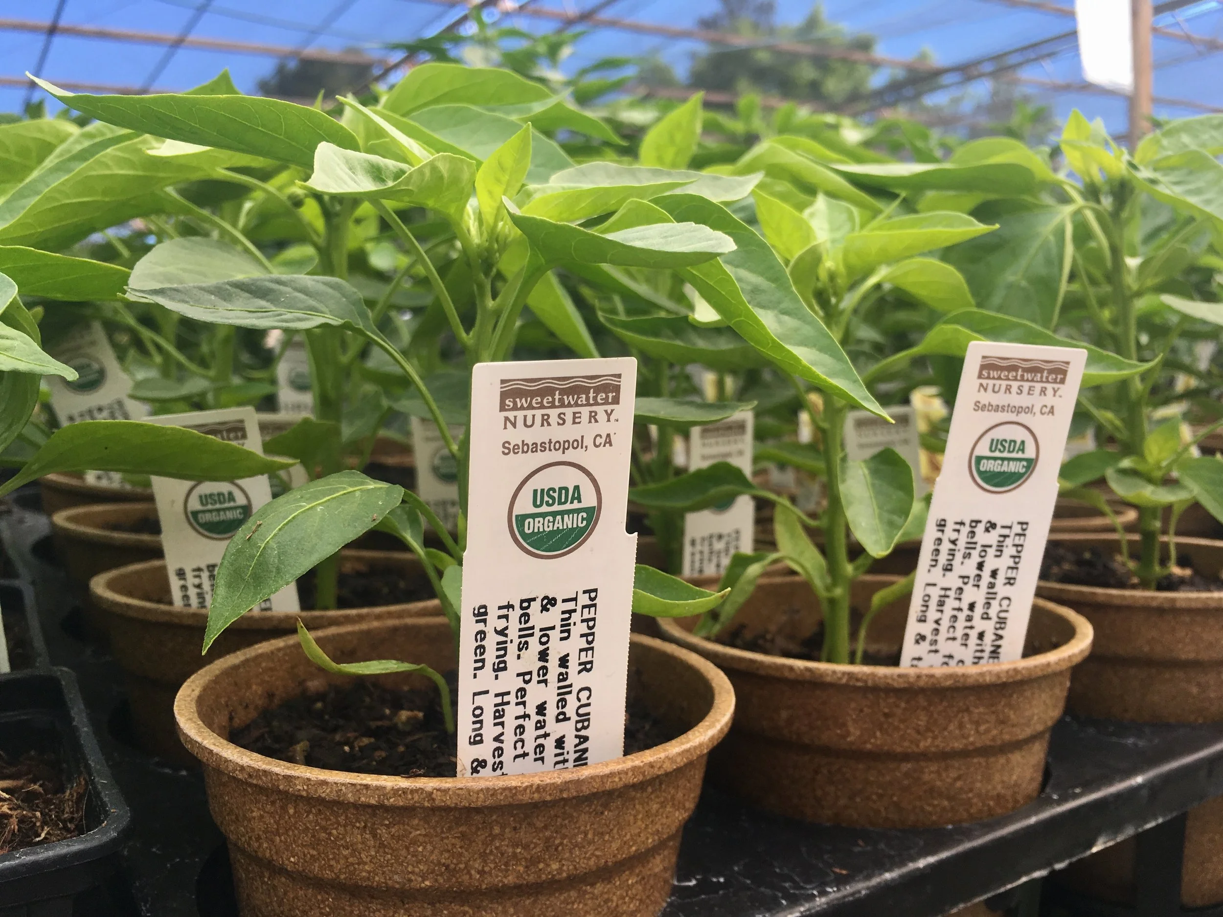 'Cubanelle' Sweet Pepper