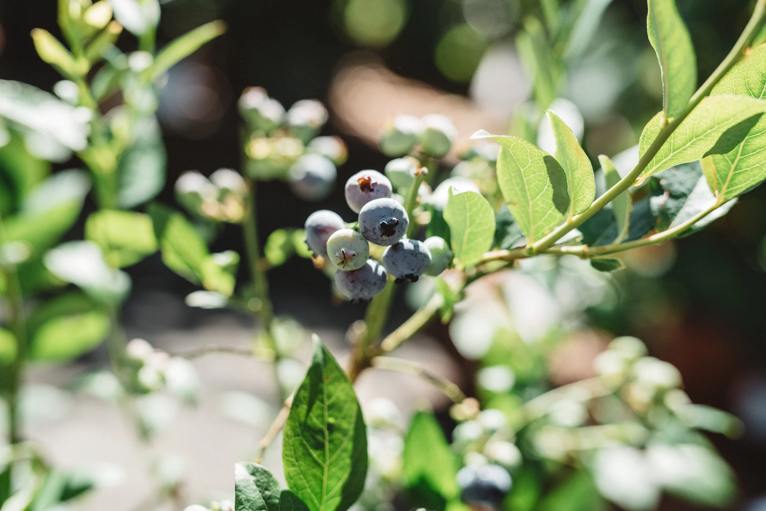 Blueberries 101