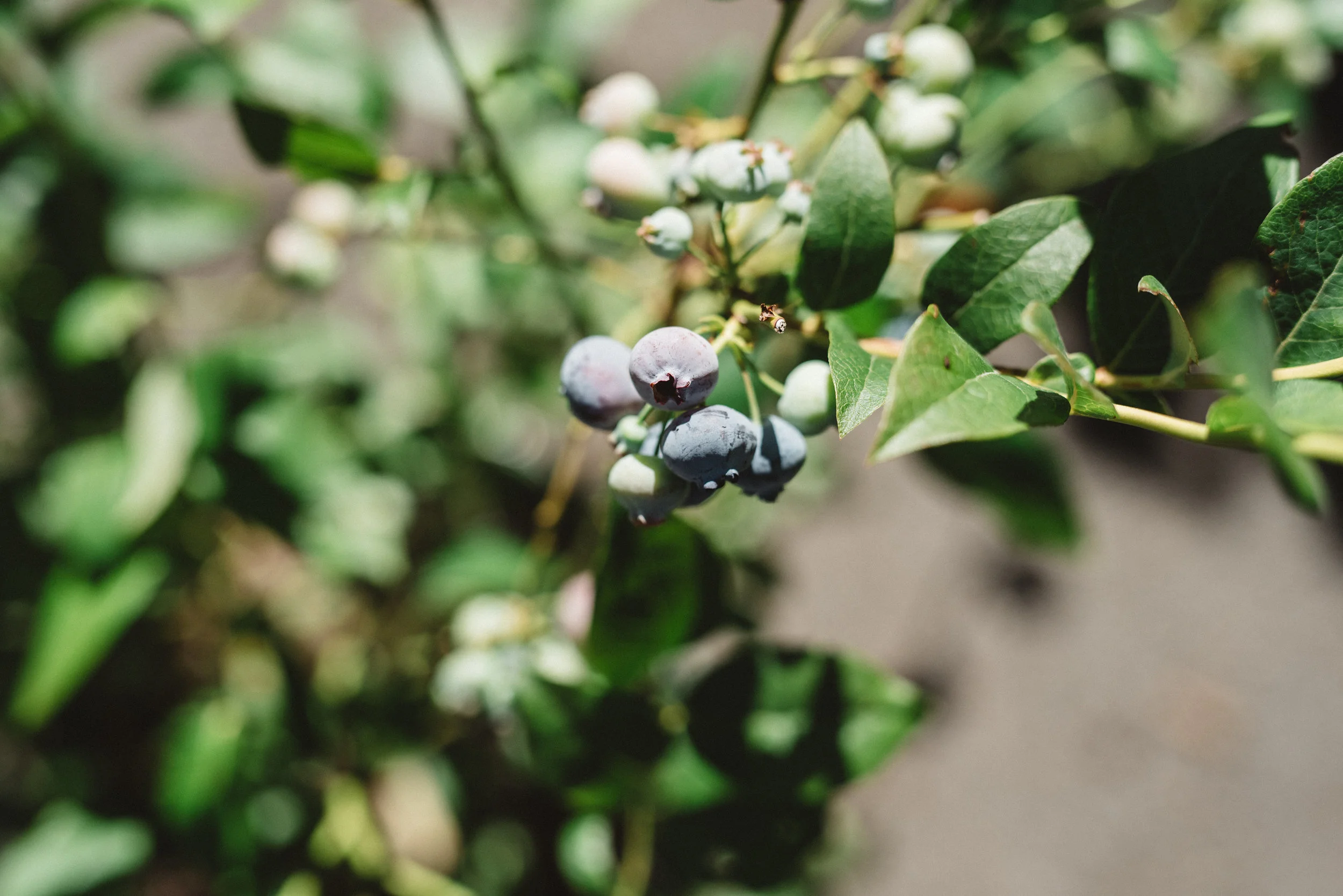 Delicious berries just about ready for picking!