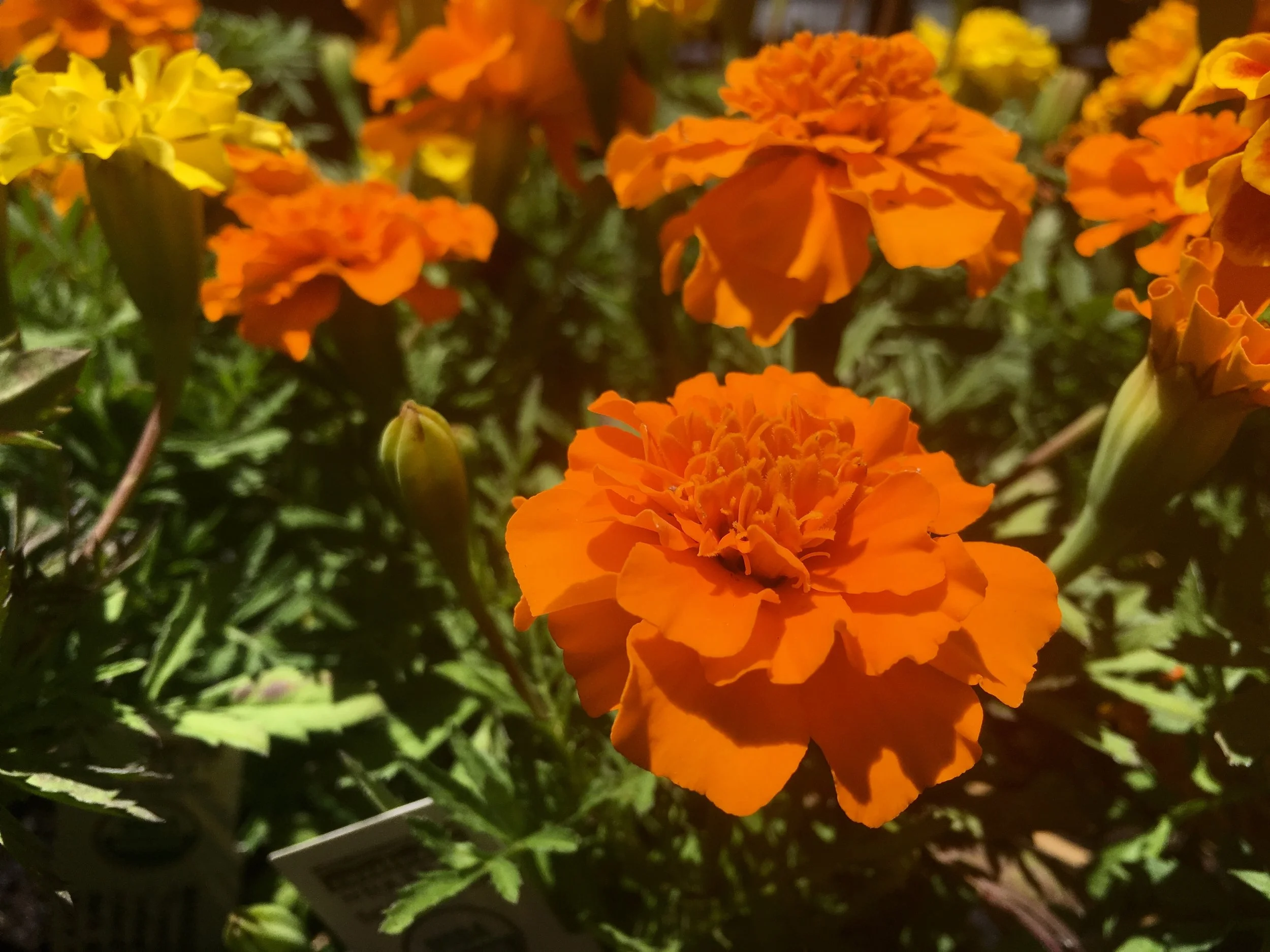 Edible Marigolds Orchard Nursery