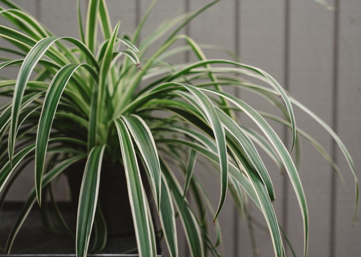 How To: Revive Your Houseplants 