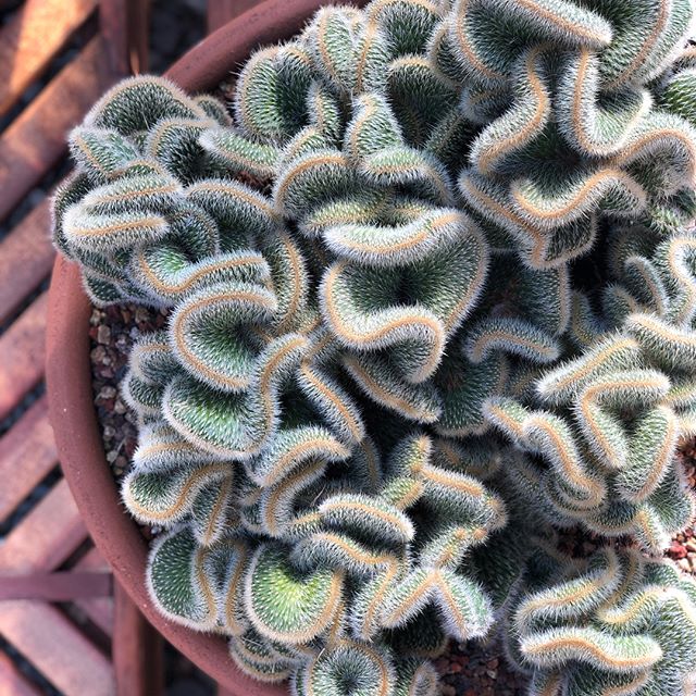 Part of our Specimen Cacti Collection