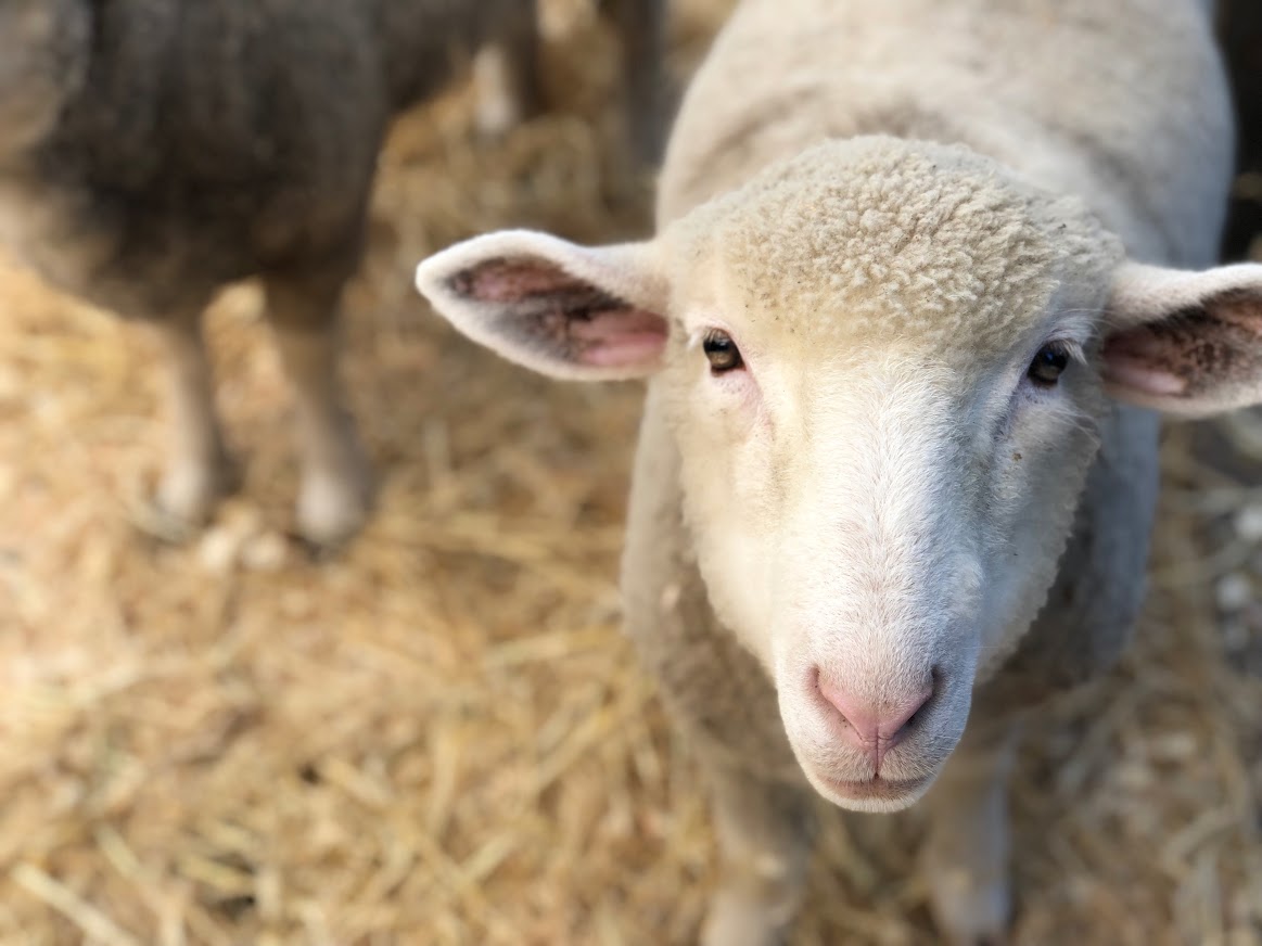 The Story Behind our Harvest Fest Farm Animals