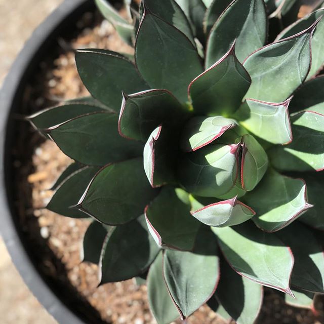 'Blue Glow' Agave