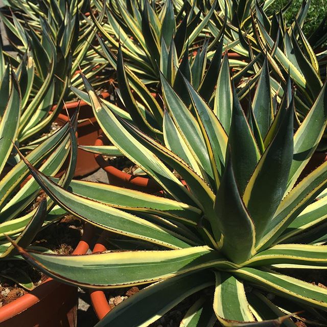 ‘Blue Glow’ Variegated Agave